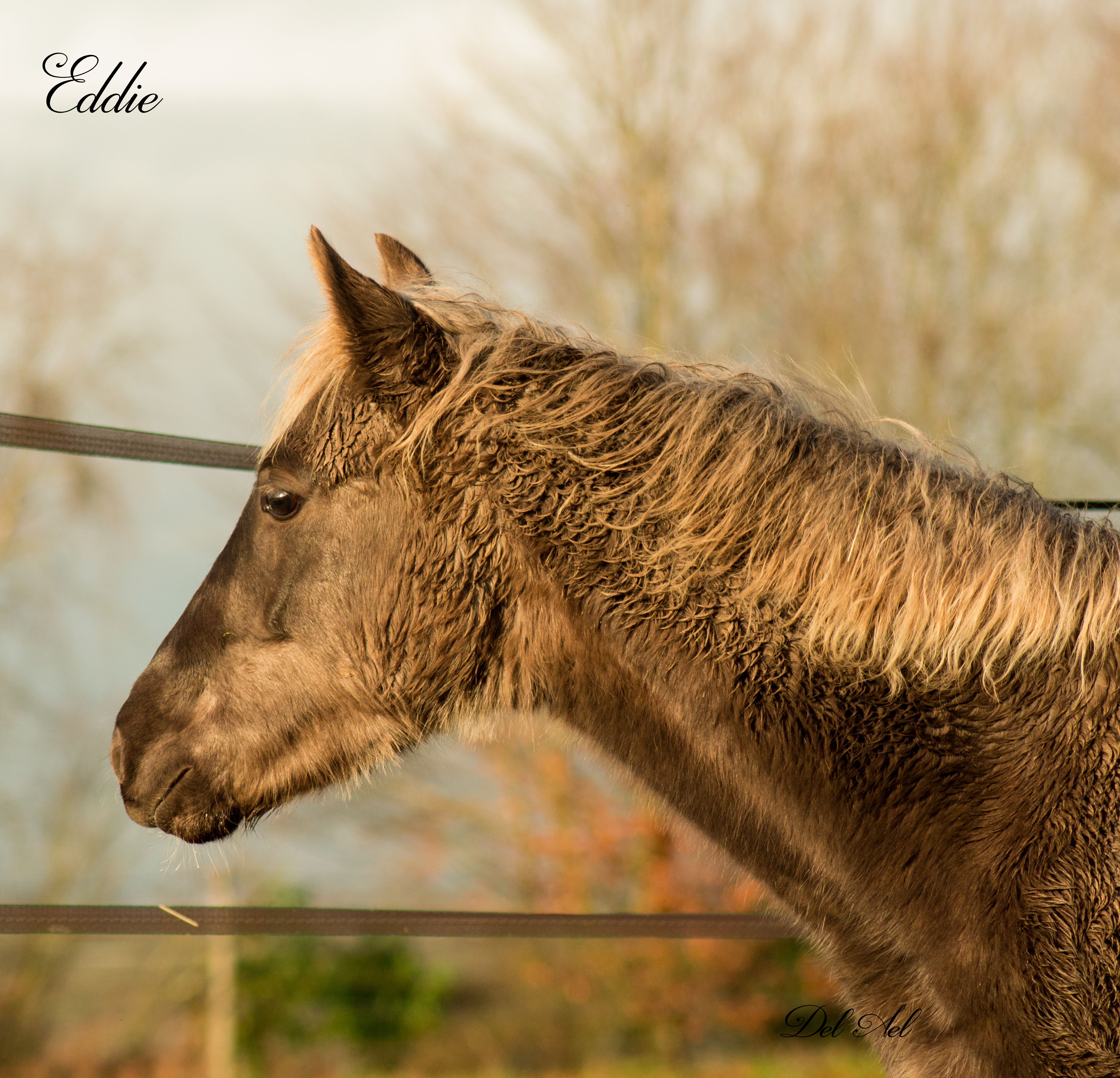 Etalon Stallion morgan horse silver del ael