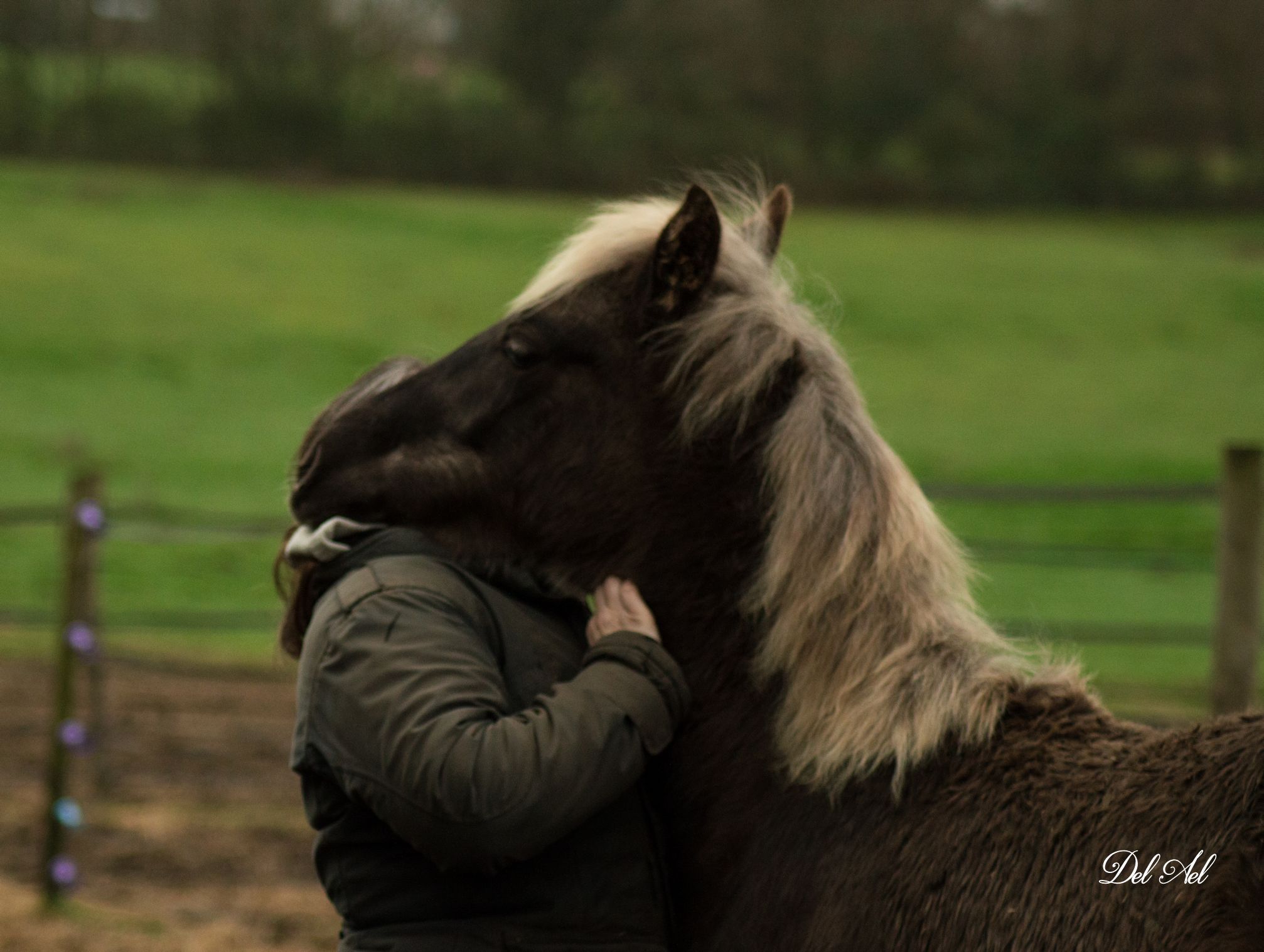 Etalon Stallion morgan horse silver del ael