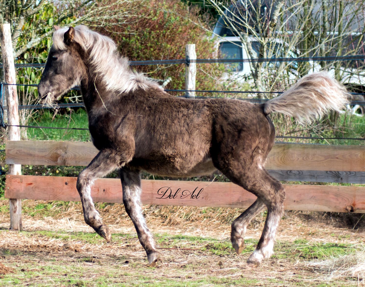 Etalon Stallion morgan horse silver del ael