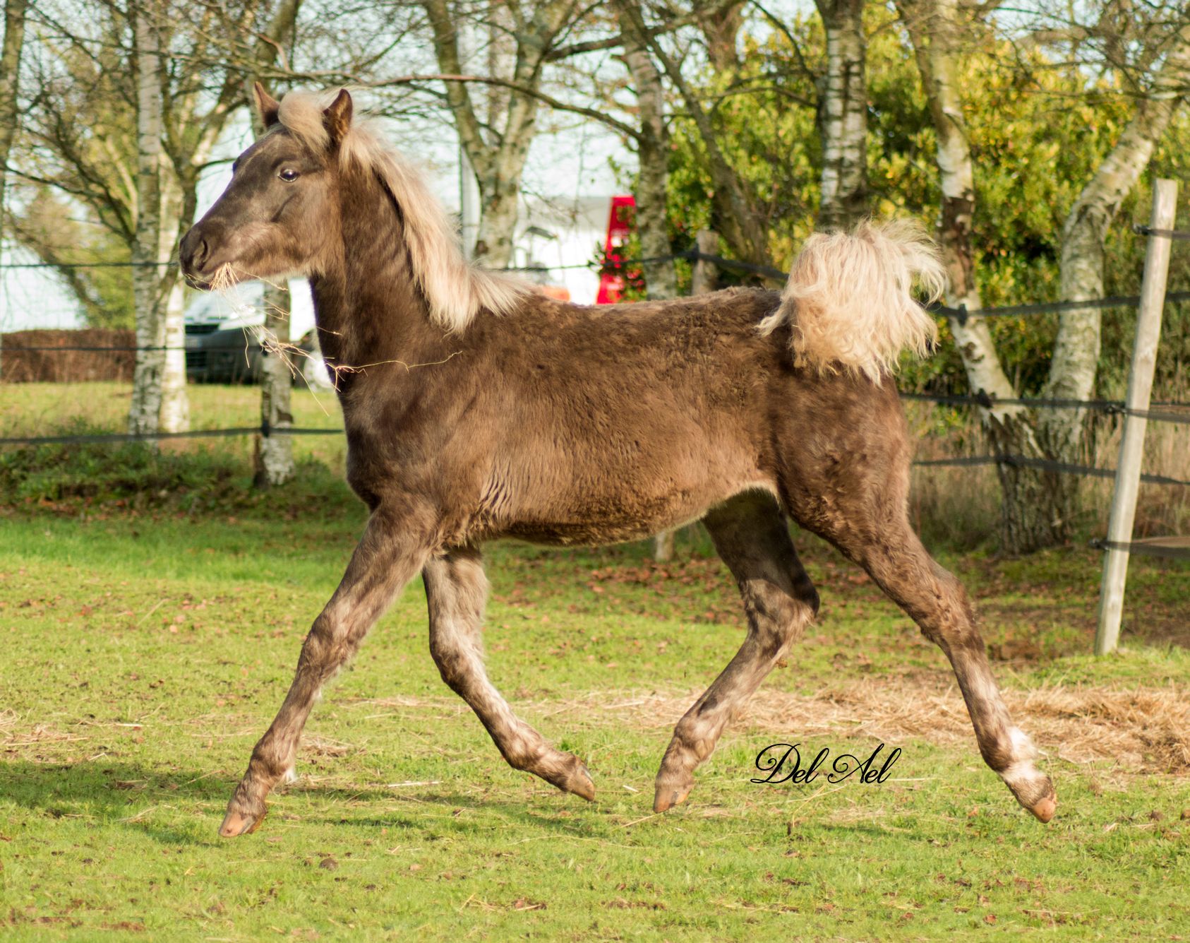 Etalon Stallion morgan horse silver del ael