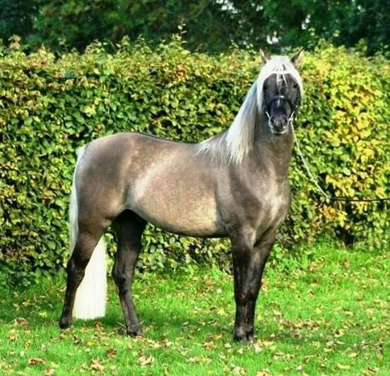 Etalon Stallion morgan horse silver del ael