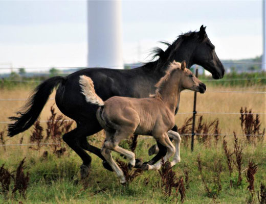 Etalon Stallion morgan horse silver del ael