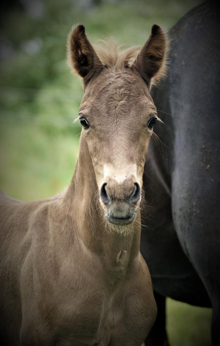 Etalon Stallion morgan horse silver del ael