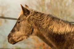 Etalon Stallion morgan horse silver del ael