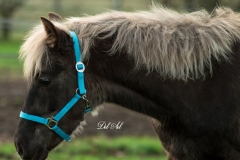 Etalon Stallion morgan horse silver del ael