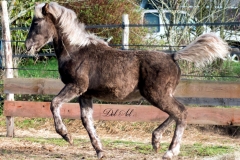 Etalon Stallion morgan horse silver del ael