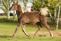 Etalon Stallion morgan horse silver del ael