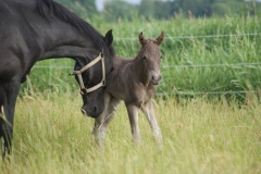 Etalon Stallion morgan horse silver del ael