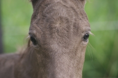 Etalon Stallion morgan horse silver del ael