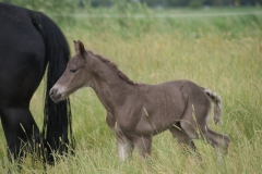 Etalon Stallion morgan horse silver del ael