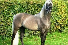 Etalon Stallion morgan horse silver del ael