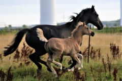 Etalon Stallion morgan horse silver del ael