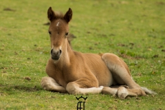 lhun del ael pouliche bretagne chocolat