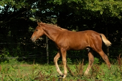 nahar del ael poulain à vendre bretagne silver