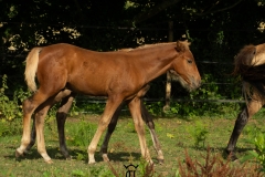 nahar del ael poulain à vendre bretagne silver