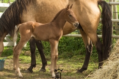 nahar del ael poulain à vendre bretagne silver