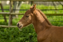 nahar del ael poulain à vendre bretagne silver