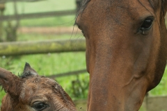 Pouliche Morgan horse - france bretagne - domaind del ael