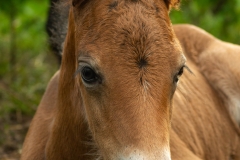 Pouliche Morgan horse - france bretagne - domaind del ael