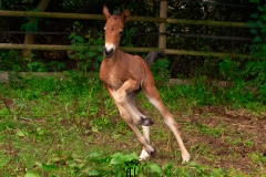 Pouliche Morgan horse - france bretagne - domaind del ael