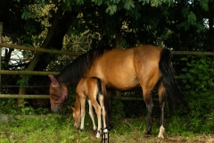 Pouliche Morgan horse - france bretagne - domaind del ael