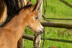 Pouliche Morgan horse - france bretagne - domaind del ael