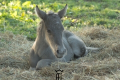 Pouliche silver domaine del ael bretagne