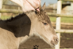 Pouliche silver domaine del ael bretagne