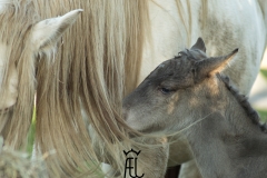 Pouliche silver domaine del ael bretagne