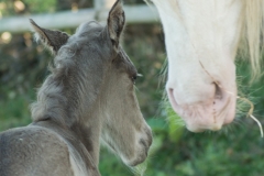 Pouliche silver domaine del ael bretagne