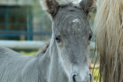 Pouliche silver domaine del ael bretagne