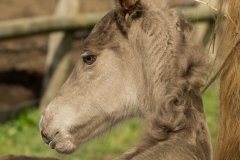 Pouliche silver domaine del ael bretagne