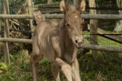 Pouliche silver domaine del ael bretagne