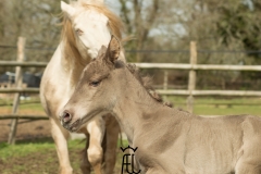 Pouliche silver domaine del ael bretagne