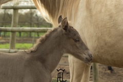 Pouliche silver domaine del ael bretagne