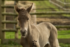 Pouliche silver domaine del ael bretagne