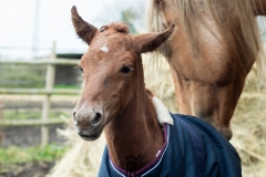 Olwë Del Ael Poulain à vendre Bretagne part bred morgan horse alezan del ael