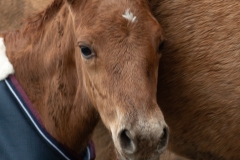 Olwë Del Ael Poulain à vendre Bretagne part bred morgan horse alezan del ael