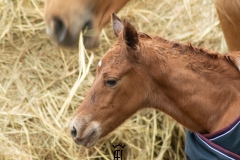 Olwë Del Ael Poulain à vendre Bretagne part bred morgan horse alezan del ael