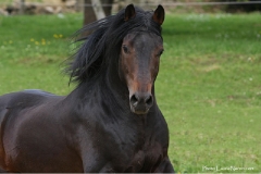 Majico Pre PP - Grand père maternel