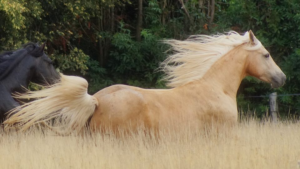 Sintra galop