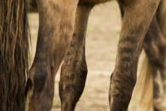 Victoria morgan horse bretagne