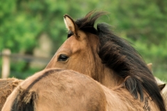 Victoria morgan horse bretagne