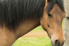 Victoria morgan horse bretagne