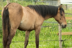 Victoria morgan horse bretagne