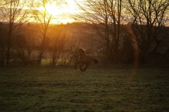 Victoria morgan horse bretagne